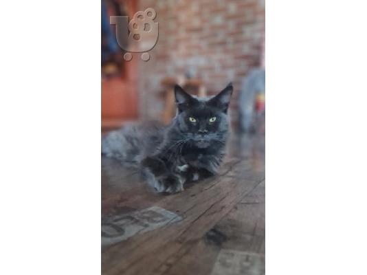 Γατάκια Maine Coon